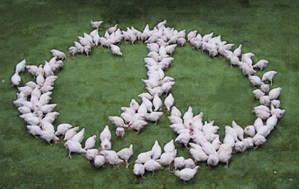 Poulets de grain